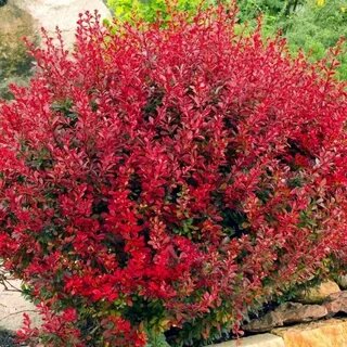 Барбарис (Berberis)