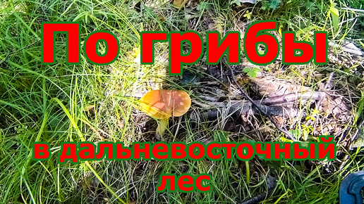 По грибы в дальневосточный лес. Август 2024 г 🍄