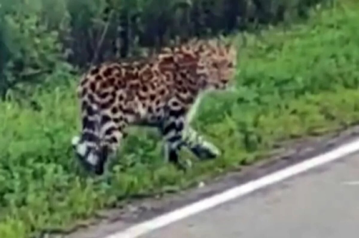    Видео из соцсетей помогло найти ранее незарегистрированного леопарда