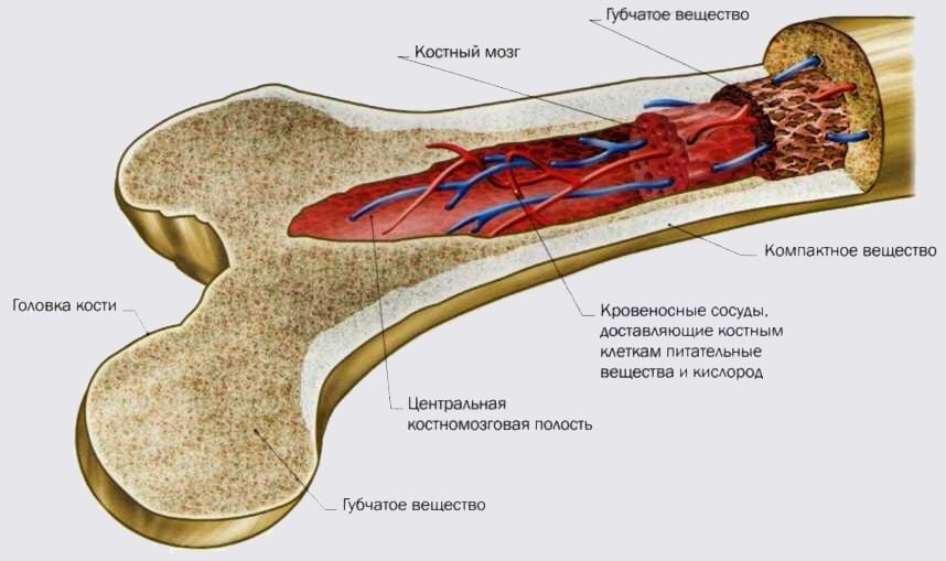 строение кости