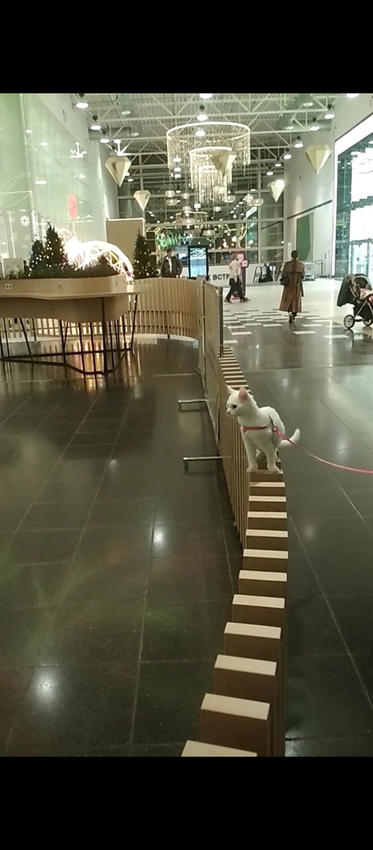 Белый гуляет в торговом центре