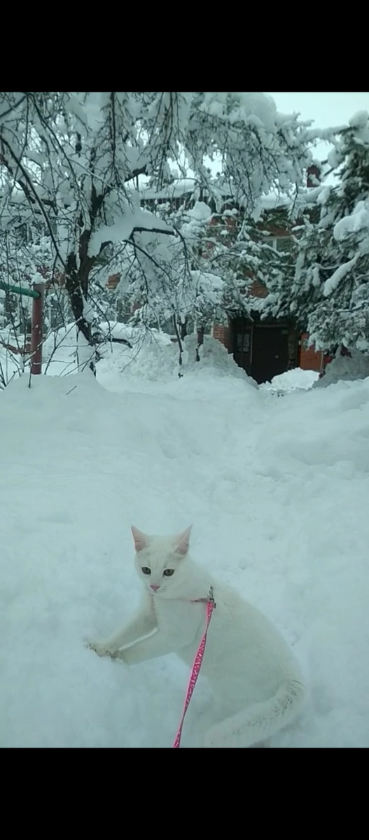 Белый гуляет зимой во дворе