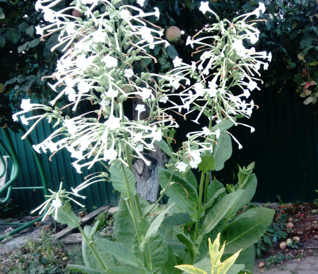 лучшее мое фото растения