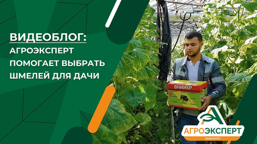 «Агроэксперт помогает»: Как повысить урожайность овощей и ягод с помощью шмелей