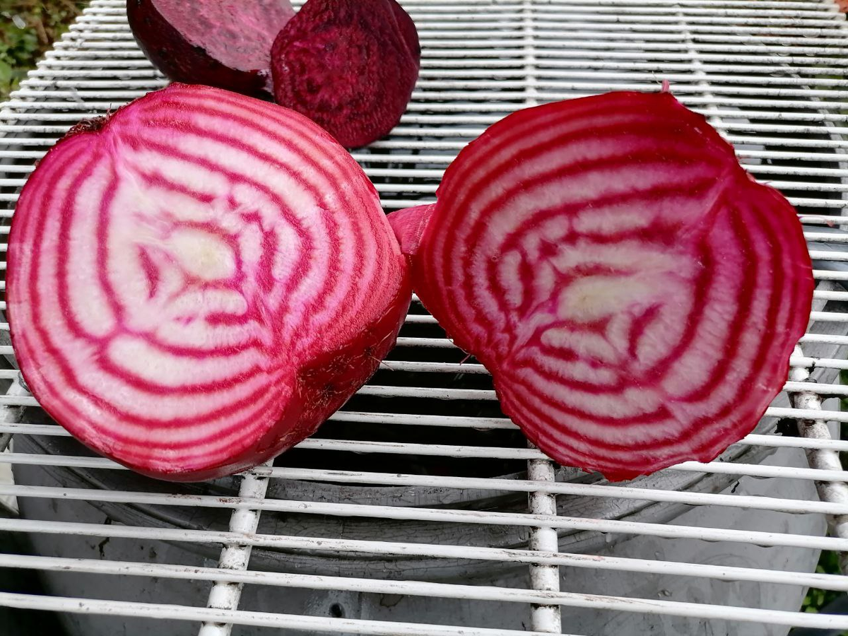 Свекла Крымская борщевая в разрезе, фото автора