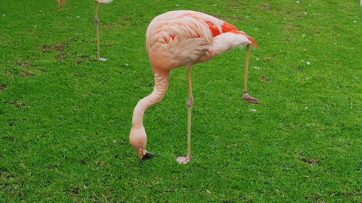 Ходуля замёрзла, меняй на новую