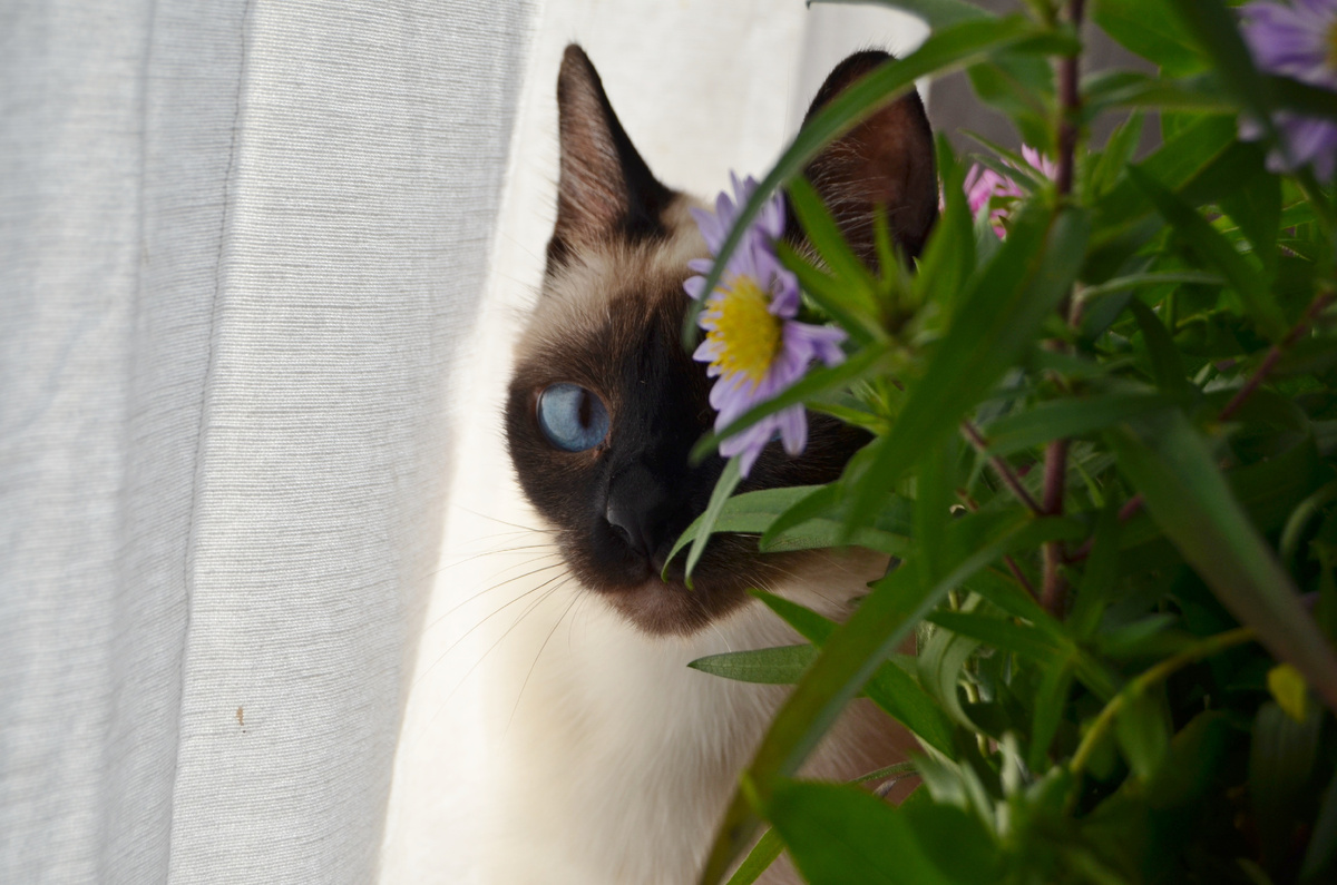 Кажется, сейчас речь идет о породистых кошках?