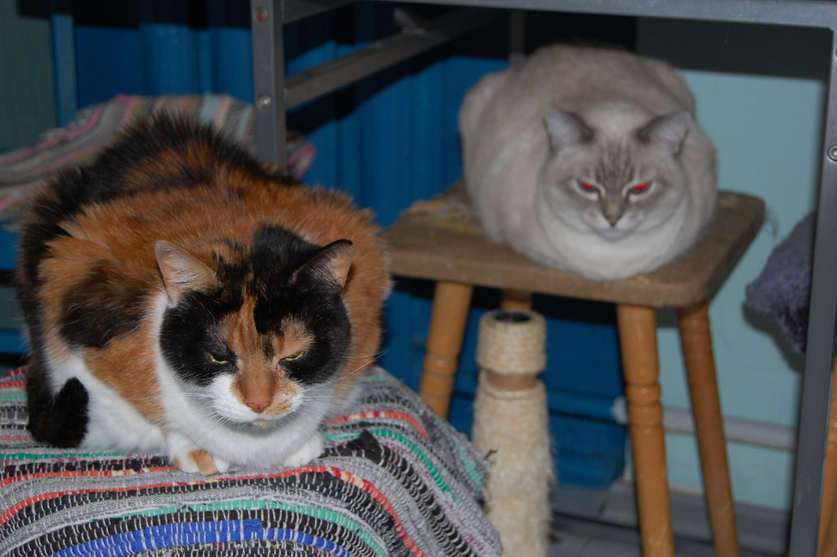 Одна породистая, вторая подкидыш