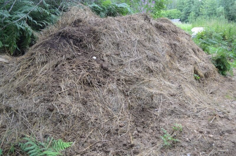 Как сделать компостную кучу в августе, чтобы в следующем году получить ценное удобрение