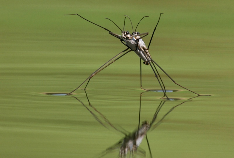 Водомерка: Иной взгляд на привычное. Странная жизнь на границе миров