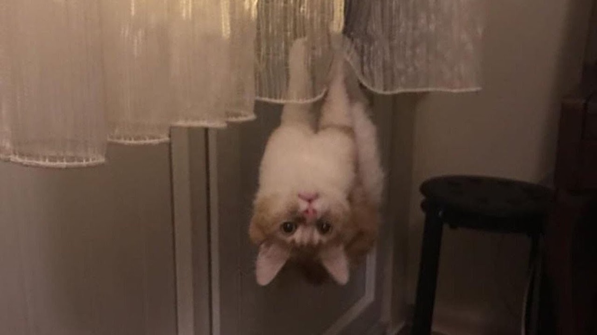 Котики дня 