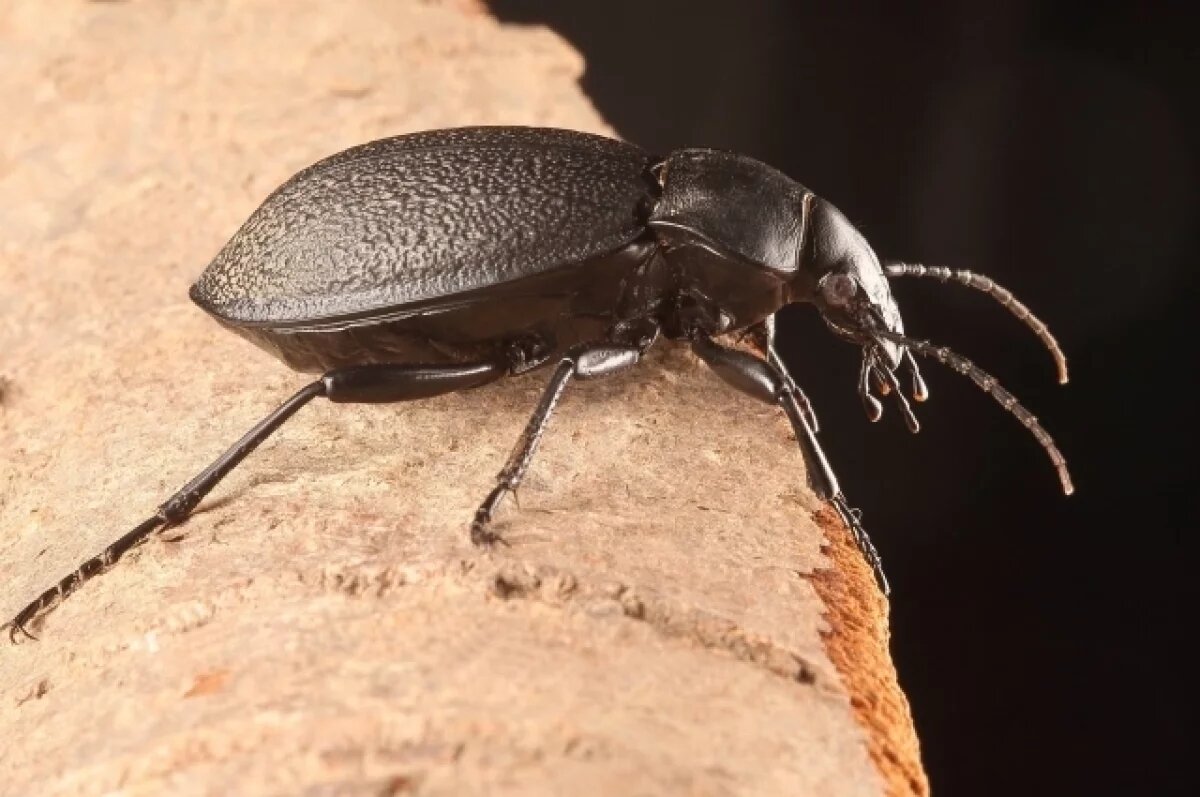    Жители омской многоэтажки страдают от нашествия жуков