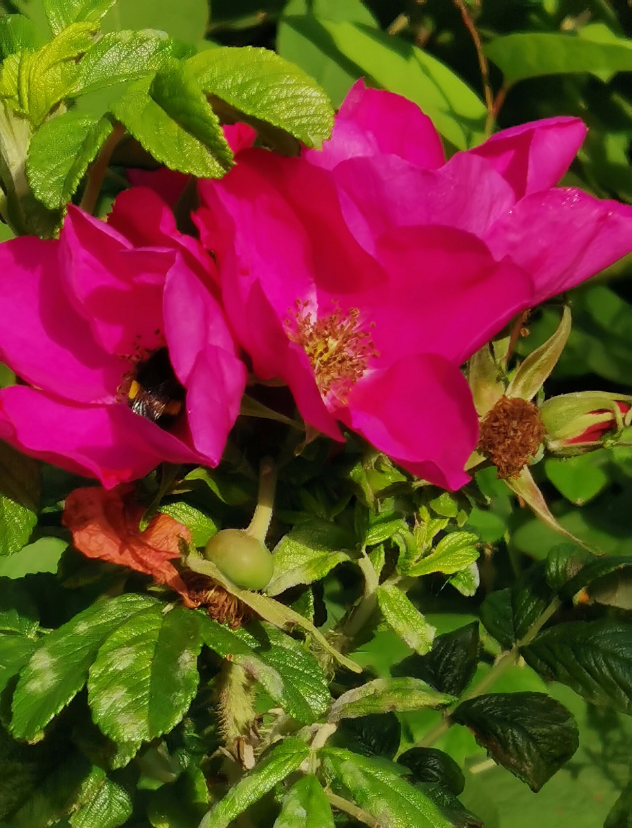 Шиповник шикарный!