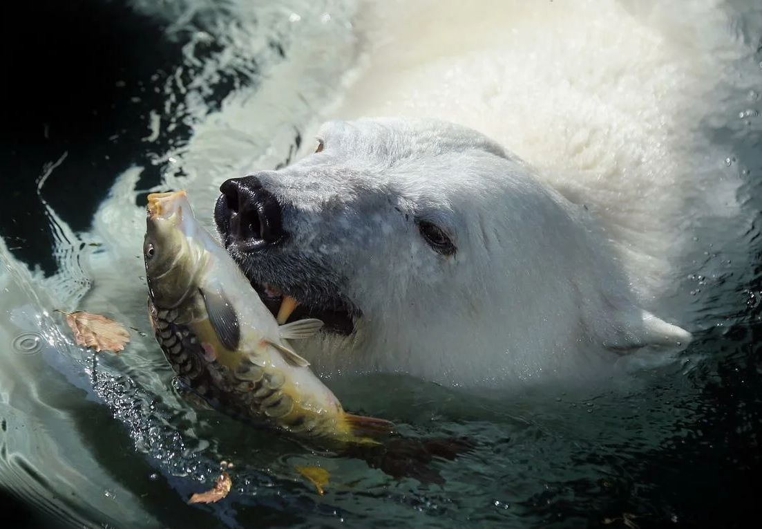 Белые медведи обычно охотятся на тюленей, и их успех в этом деле может быть весьма переменным. По разным оценкам, процент успешных охот белых медведей составляет около 10-20%. Это означает, что примерно одна из пяти-десяти охот увенчивается успехом. Эти цифры могут варьироваться в зависимости от условий, таких как состояние льдов и наличие тюленей, которые являются их основной добычей. Высокий процент неудач связан с тем, что тюлени обладают отличным слухом и зрением, что позволяет им вовремя обнаруживать приближение медведя и скрываться под водой.