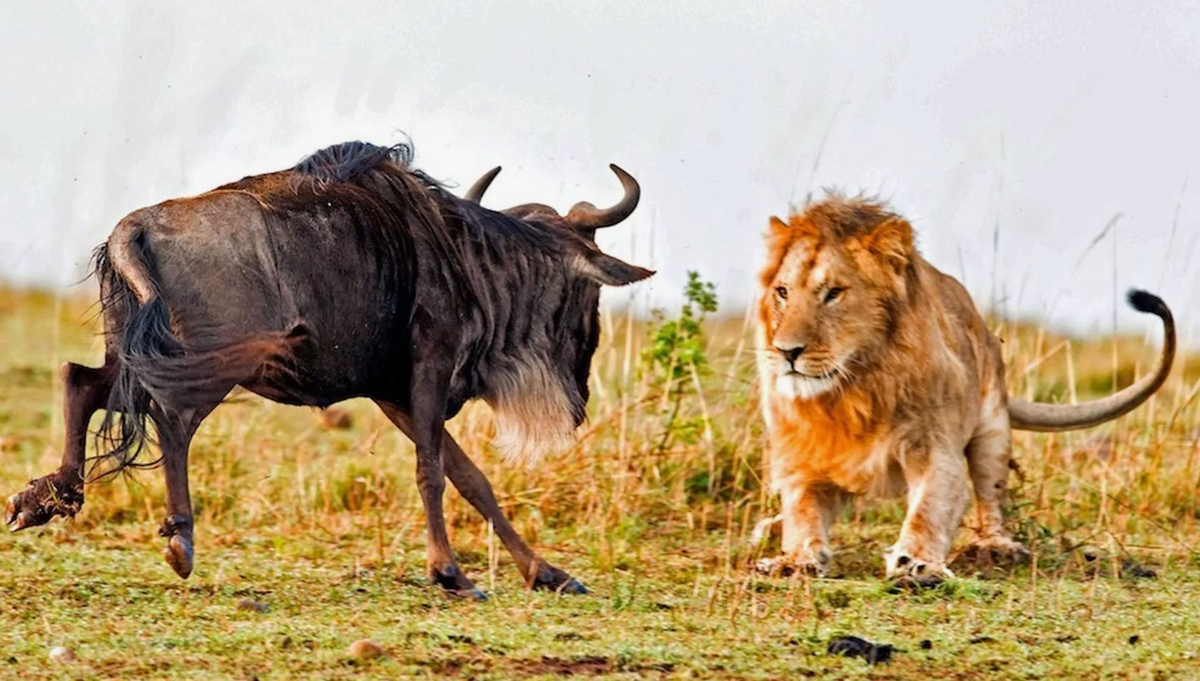 Процент успешной охоты у африканских львов также варьируется, но в среднем составляет около 25-30%. Это означает, что примерно одна из четырёх охот оказывается удачной. Львы охотятся в основном ночью или на рассвете, когда жара спадает, и предпочитают действовать в составе группы, чтобы увеличить шансы на успех. Командная работа львов позволяет им координировать действия и окружать добычу, что существенно повышает их эффективность по сравнению с одиночными охотниками. Однако даже при таких преимуществах успех не гарантирован, так как их жертвы, такие как зебры и антилопы, часто обладают хорошей скоростью и внимательностью.