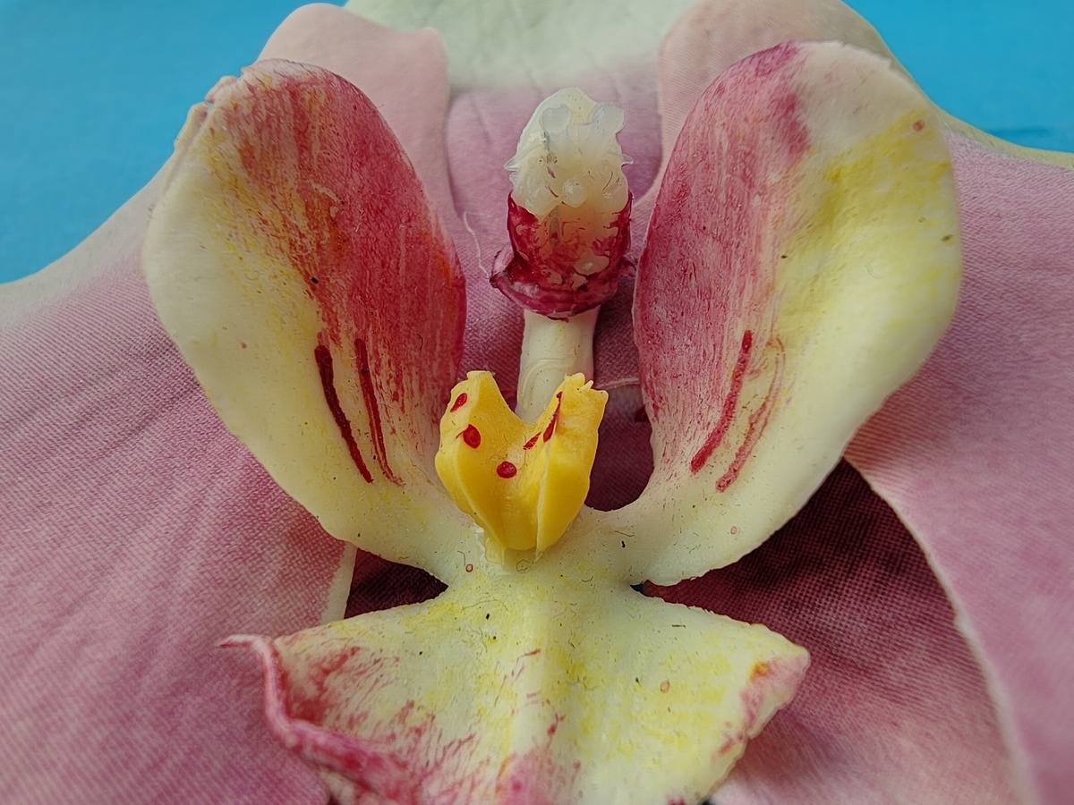    Motorola Edge 50 Ultra обошёл iPhone 15 в рейтинге камерофонов DxOMark