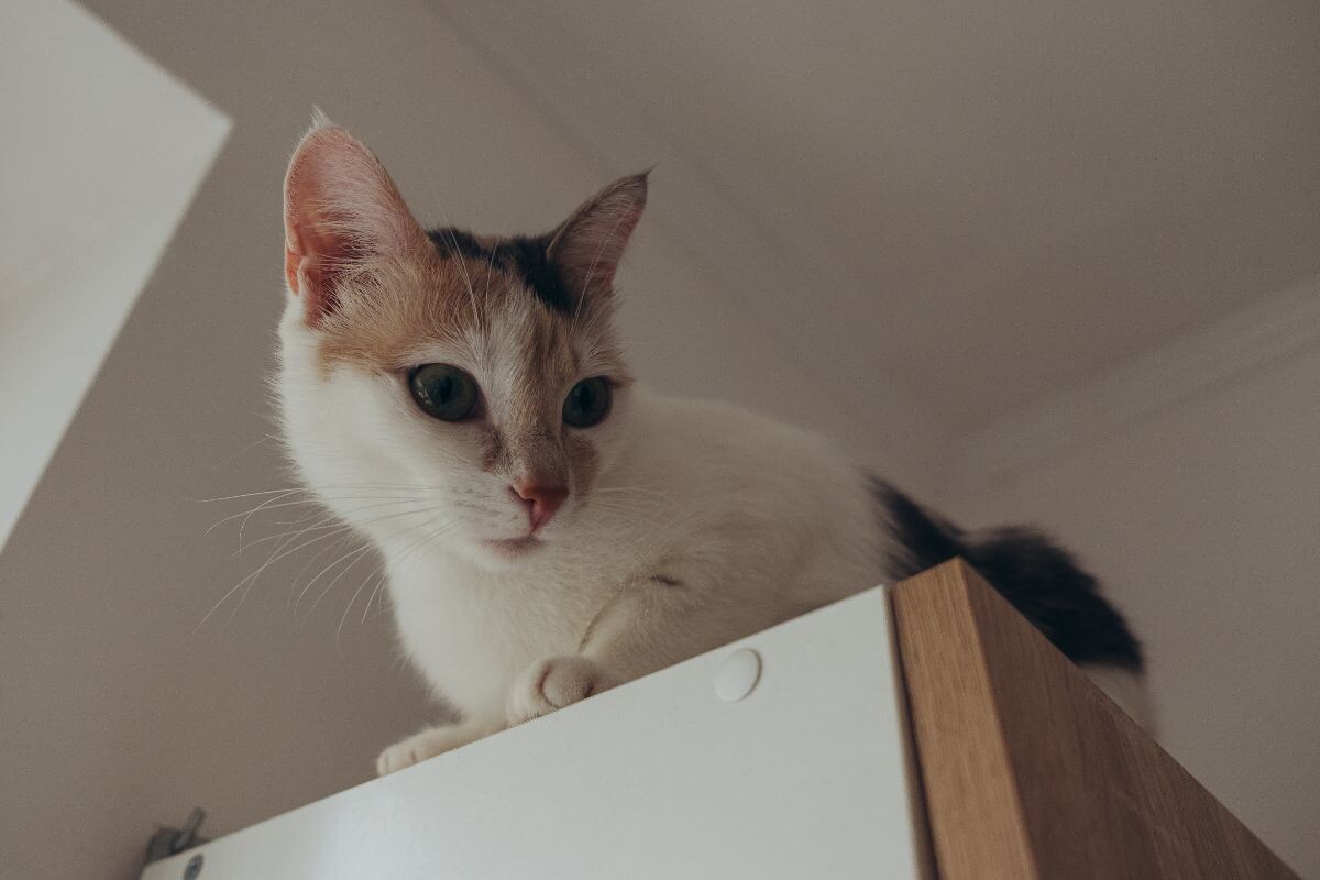 Кошка залезла на шкаф 
