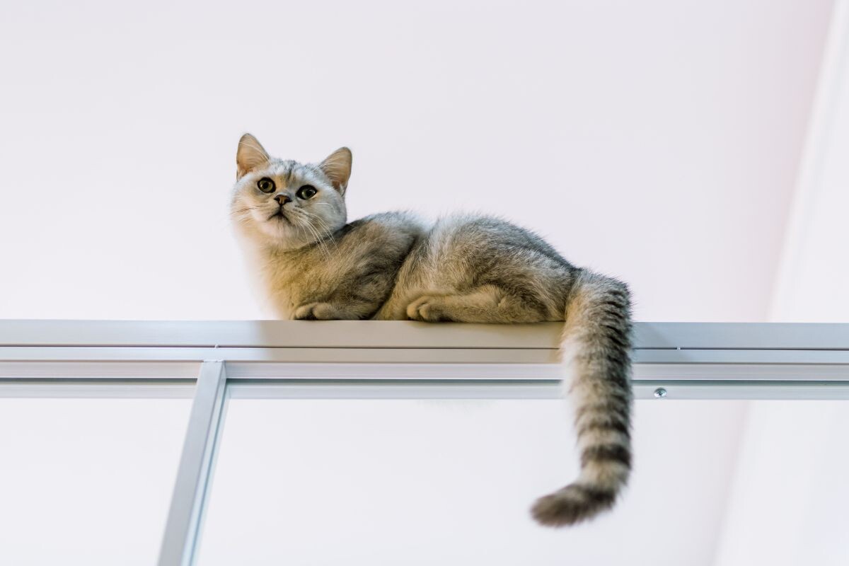 Кот на высоте 