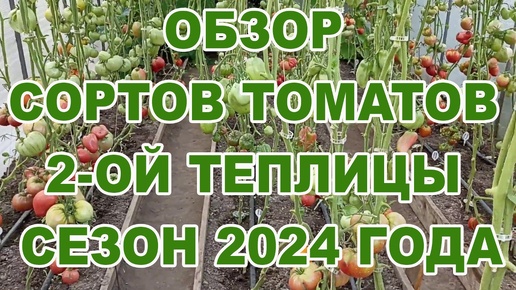 Обзор сортов томатов 2 ой теплицы сезон 2024 года