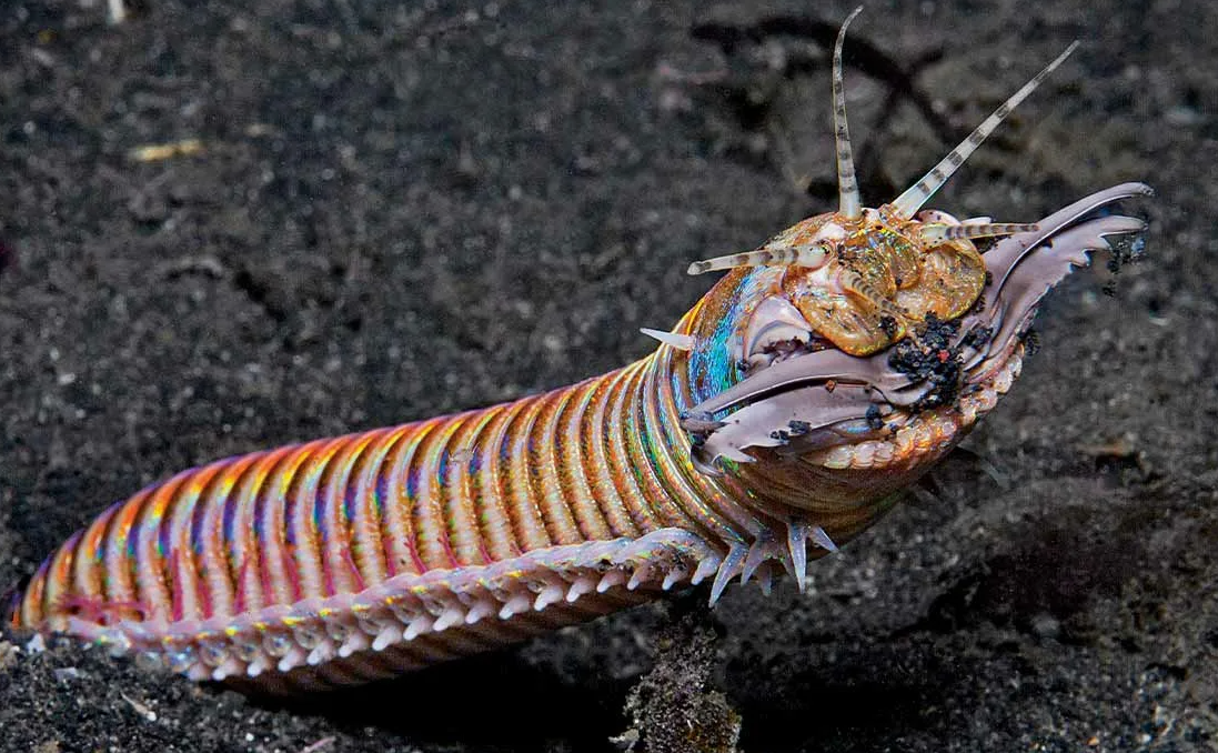  Гигантский палолик (Eunice aphroditois)