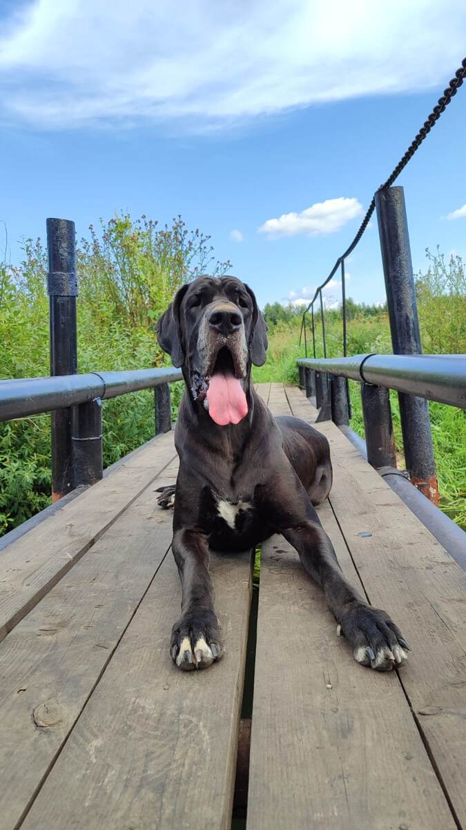 Немецкий дог Яша, на мосту