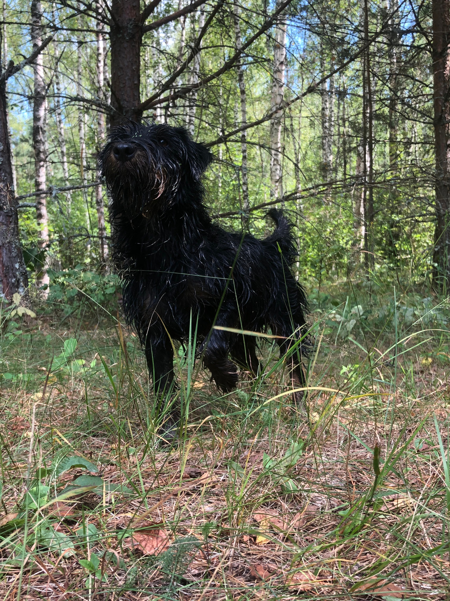Ягд терьер Терри (лазила по болоту).