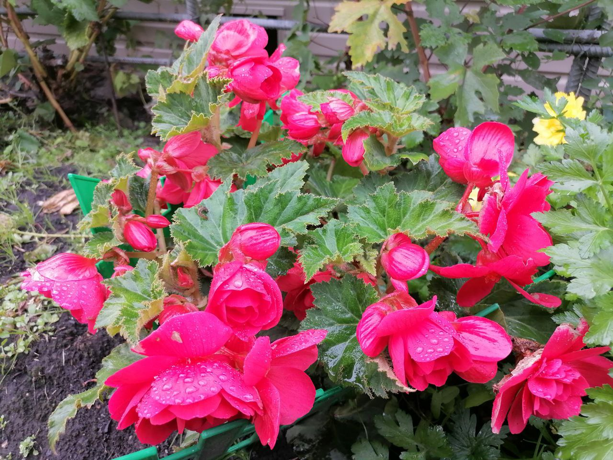 Бегония Парижанка в ог, позади виднеется желтый бутон Фимбриаты, фото автора