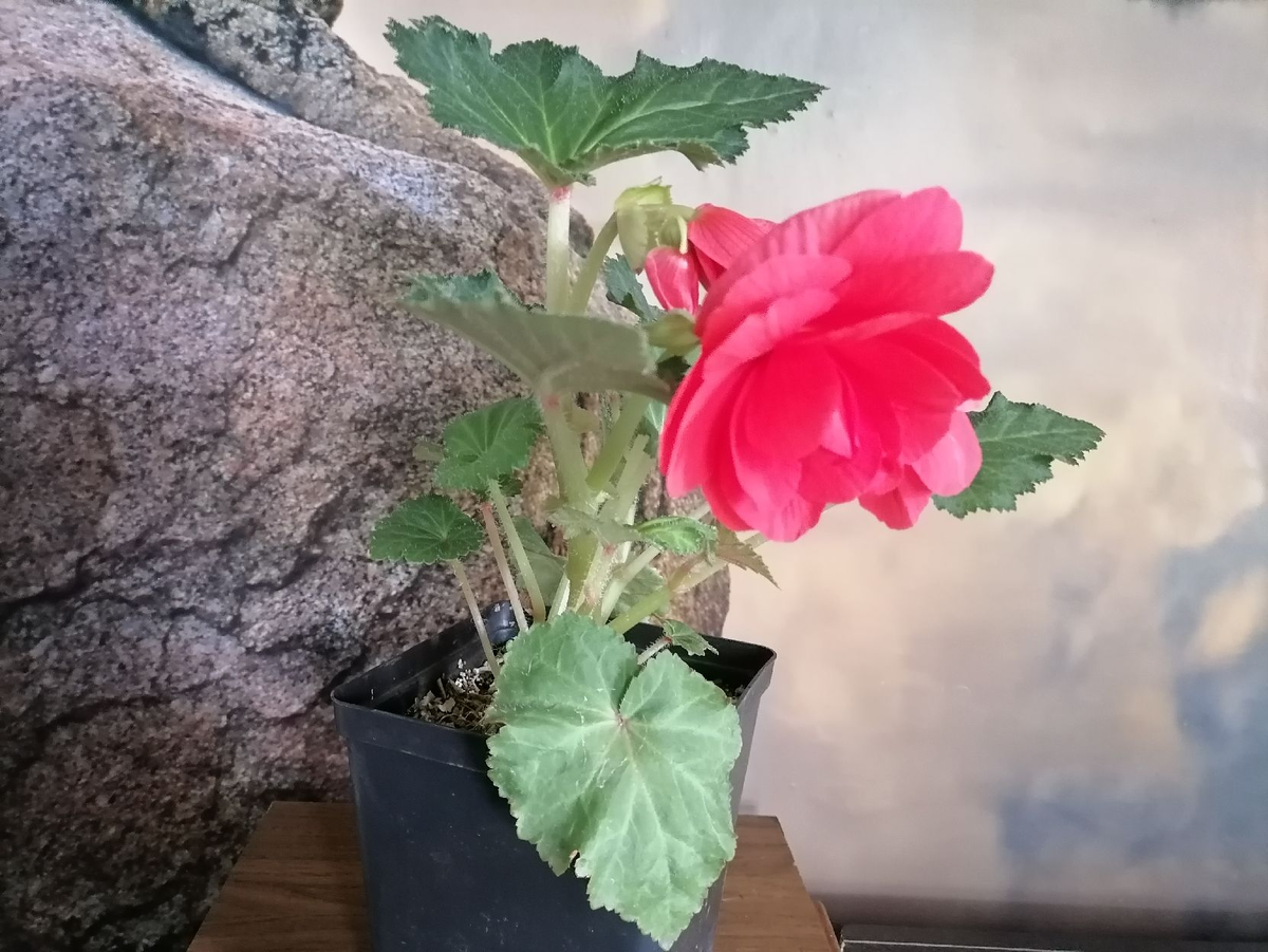 Бегония Парижанка дома в горшке, фото автора