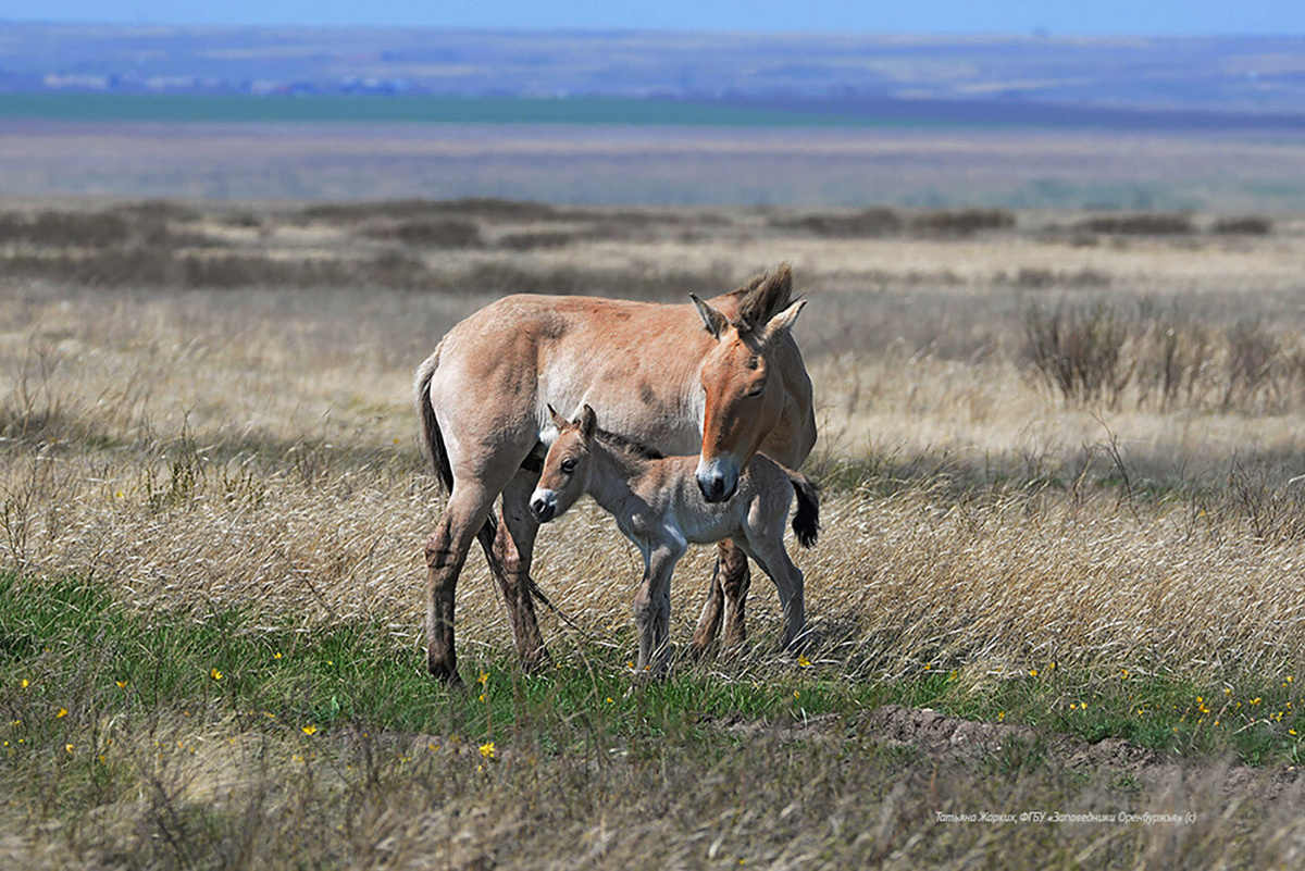 Татьяна Жарких/ФГБУ Оренбургский государственный природный заповедник