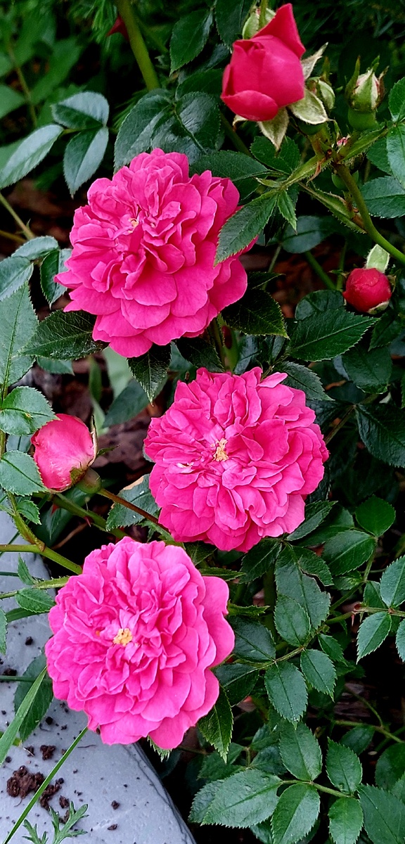 Рокси. Миниатюрная роза. Малышка мелкоцветковая. 