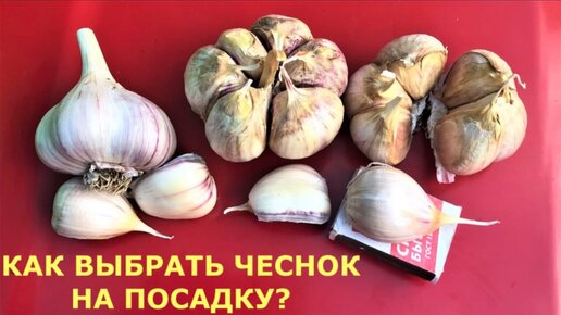 Чтобы вырастить крупный чеснок, когда сажать? Как выбрать чеснок на посадку? Хранение чеснока зимой.