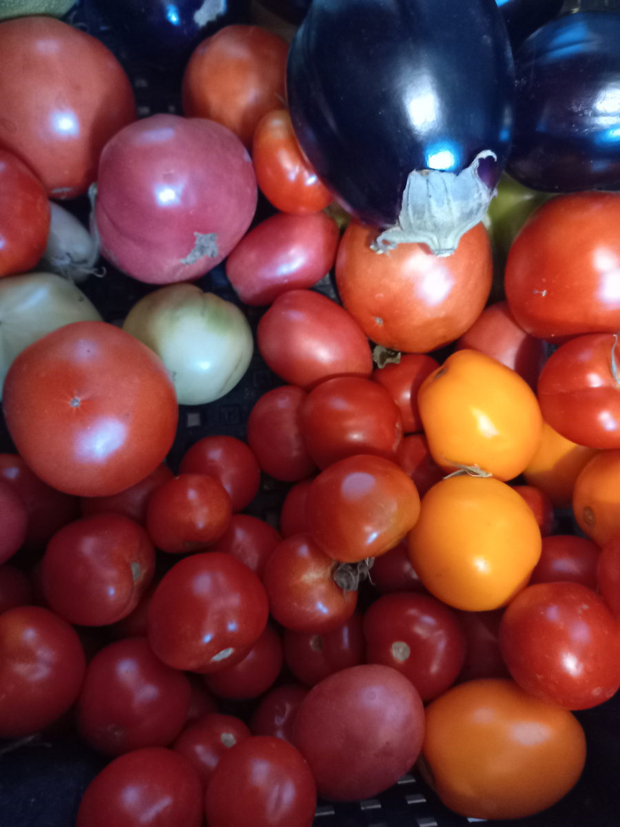 каждый день радует урожаем