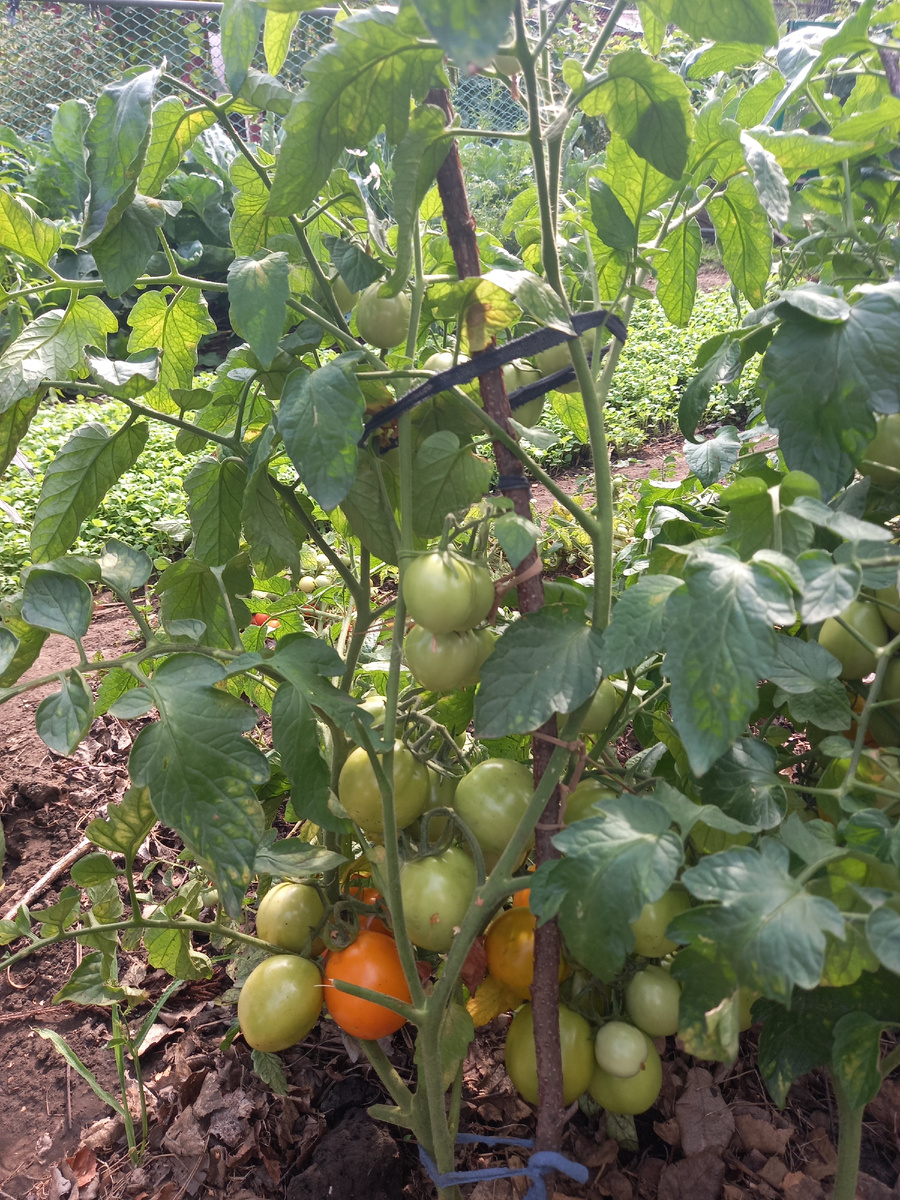 полудетерминантные сорта уже не цветут и не завяззывают плоды