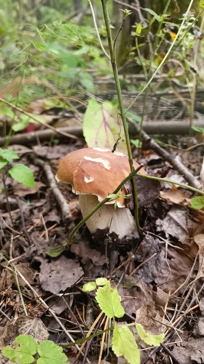 Первый боровичок в этом году