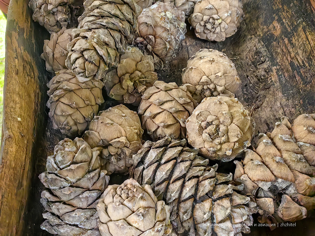 Кедровая шишка