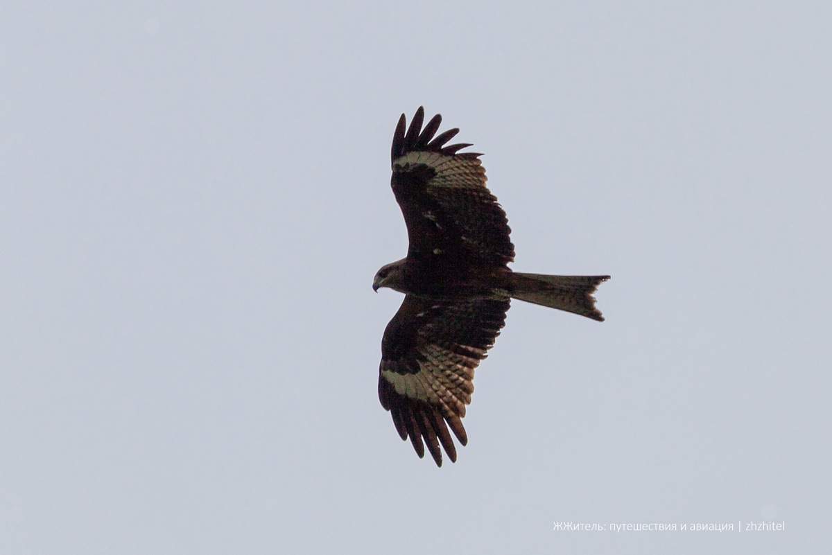 Птица в небе над посёлком. В комментариях подсказали, что это черный коршун