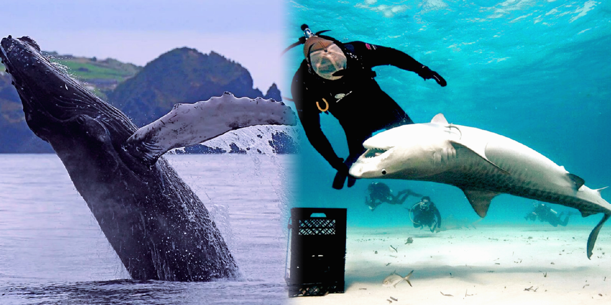 Здесь и ниже представлены фотографии рассматриваемых животных.