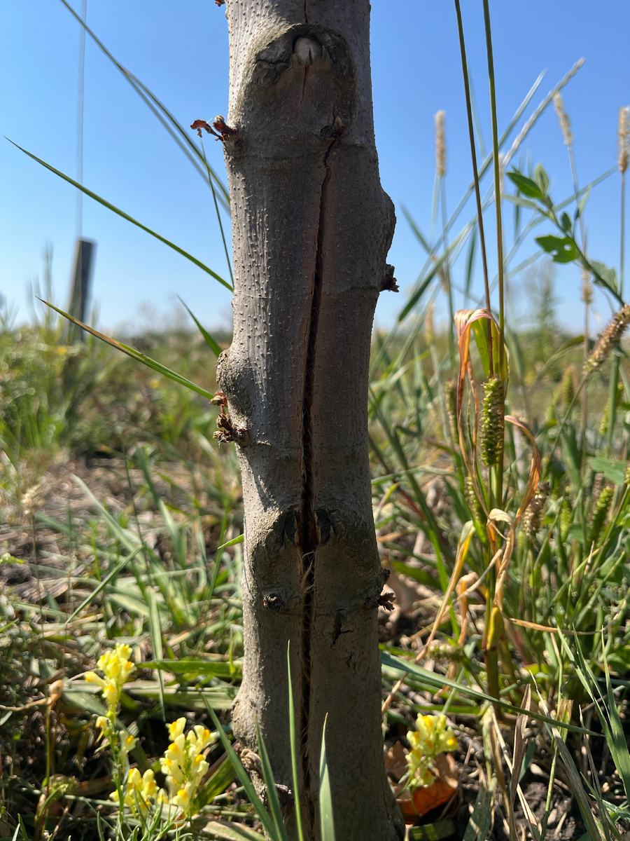 Ствол платана с трещиной