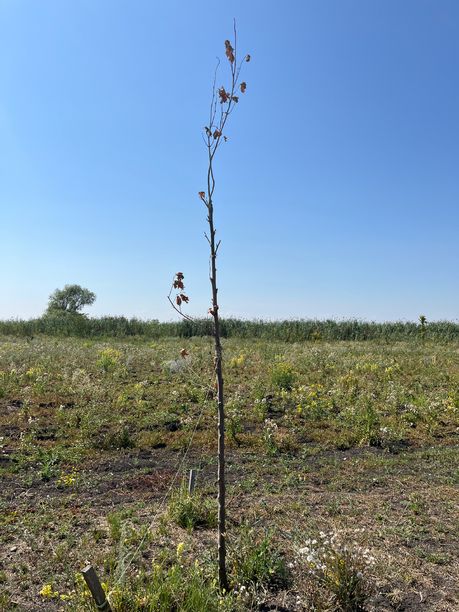 Платан погибший от суховея