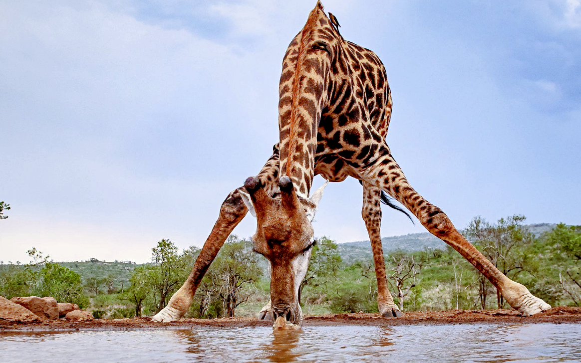 Снимок: animals.pibig.info