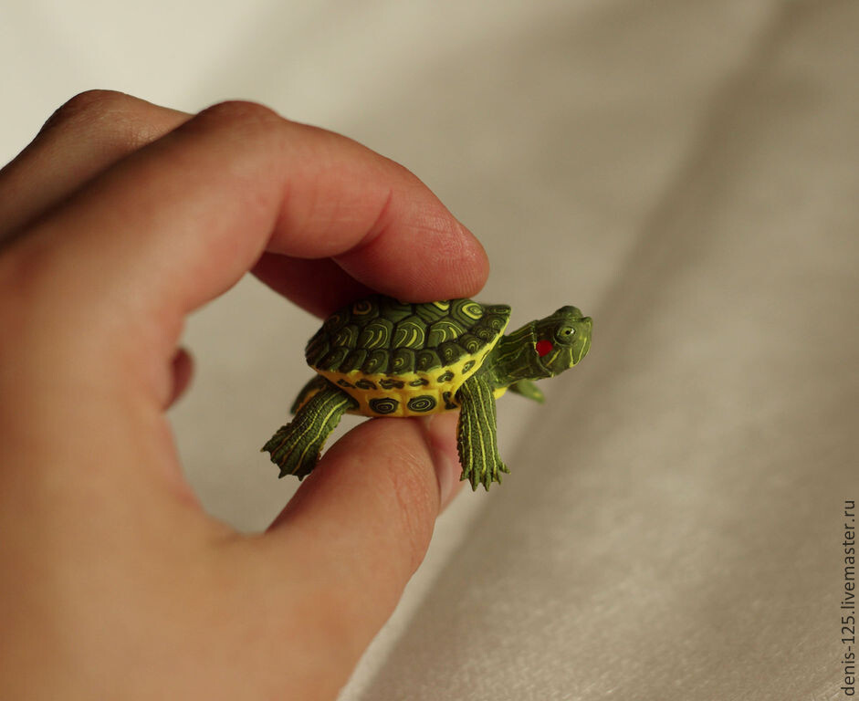 Мама, мама посмотри какая прелесть. Какая кроха, Продавцы  сказали такой и останется, ну максимум на  сантиметр  подрастет .Давай возьмем  себе. Дочь умоляюще смотрела, черепашка действительно выглядела  очень трогательно.  Ну как  отказать. По словам продававших  ее, нужен  только небольшой аквариум .  Места  много  не  займет,  корм у  них  незамысловатый, особых проблем не  создаст, т.к.  очень выживаемы. И  как показало  время, даже последнее  оказалось неправдой. Но тогда  мы  были на  море, все было  прекрасно, черепашка была  мила и необычна. Хорошо, берем. Был предпоследний  день нашего пребывания на Черноморском  побережье.  Завтра  мы  покинем  гостеприимный  Вардане, возвращаемся домой. Дел  еще   много, нужно было приглядеть  местные  сувениры, никто не стал  вникать особо  в  черепашьи перепетии. А давай  еще одну  возьмем, чтобы ей не  скучать .  500 рублей  не большие  деньги, купили  вторую. Какого  пола  черепашки неизвестно,  неважно,  главное им не  будет  одиноко.  По  прибытии  домой отправились  в зоомагазин. Там  нас «обрадовали» .Оказывается продают их и здесь. Таких же  милых,  малых  и в два  раза  дешевле.  Но  не это шокировало. Эти  малыши – красноухие  черепахи родом  из Америки  на  самом  деле довольно  агрессивные  существа. Вырастают  при   благоприятных  условиях   можно  сказать  огромными. И если  их  запустить  в  местный  водоем, то  через какое-то  время они там всех  выживут.  Красноушки  поглощают  кормовую  базу , тем  самым выживают местных  коренных  представителей. Единственное, что этому препятствует наш неподходящий   для  них  климат. Зимних  морозов они  не переживут. Да, при  похолодании  они  зарываются  в  ил  и  впадают в  спячку, но промерзший грунт для  них  смертелен