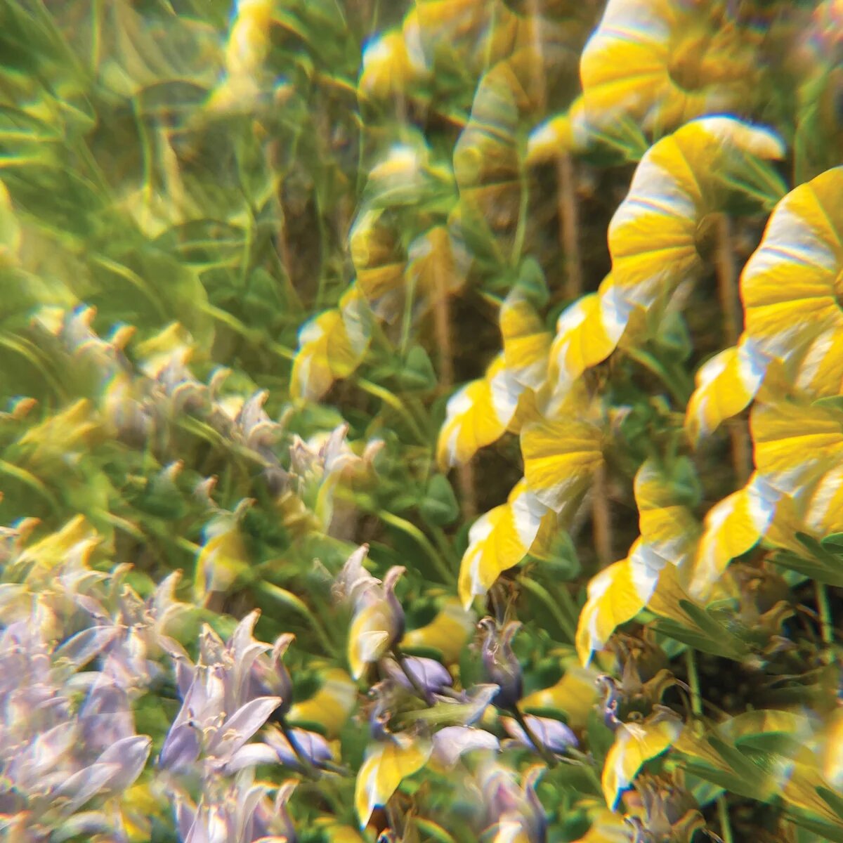 The Notional Pastures Of Imaginary Softwoods
Feb 2023