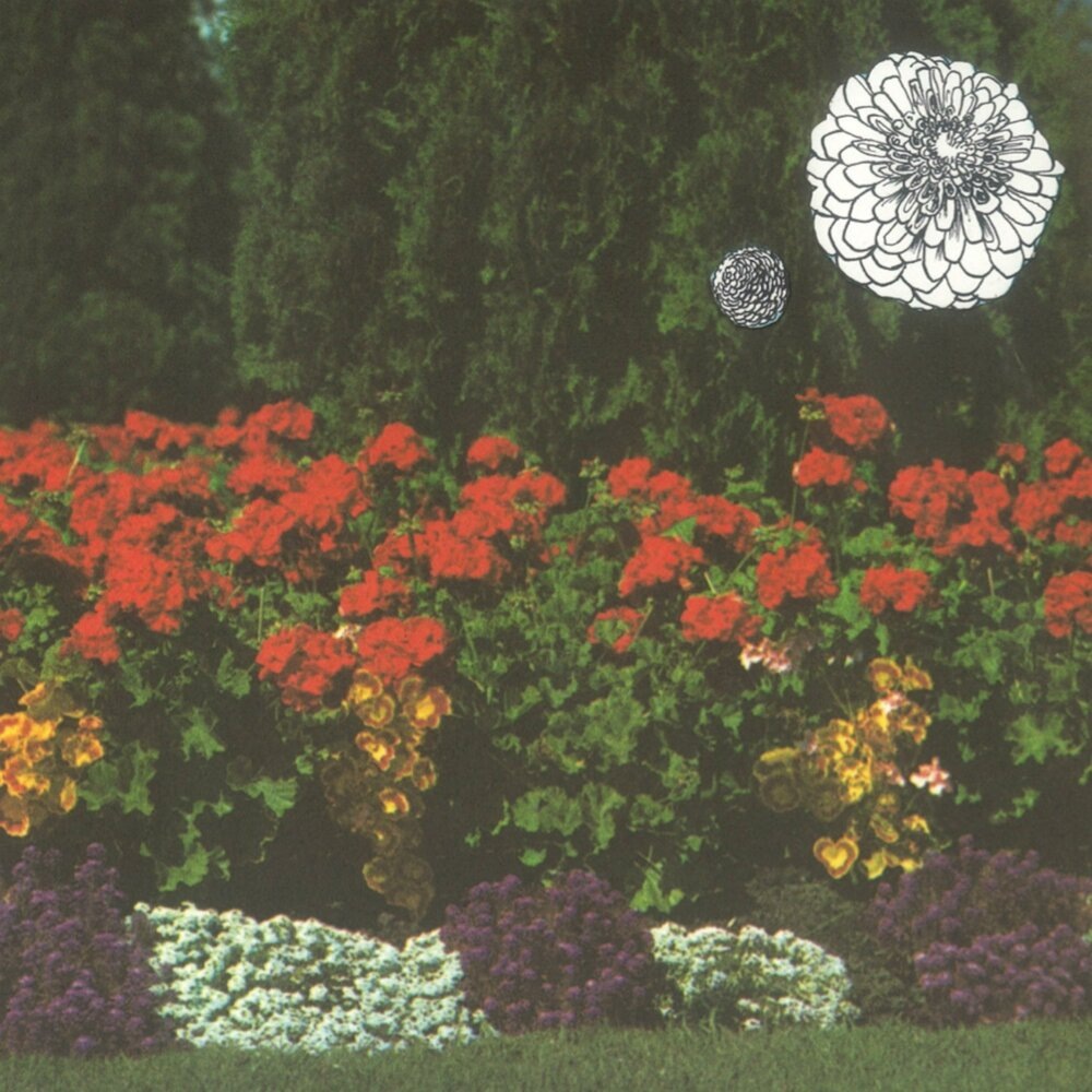 Annual Flowers In Color
2020
