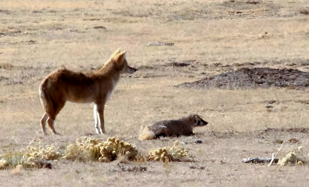Источник фото: 4-coyote-and-badger.