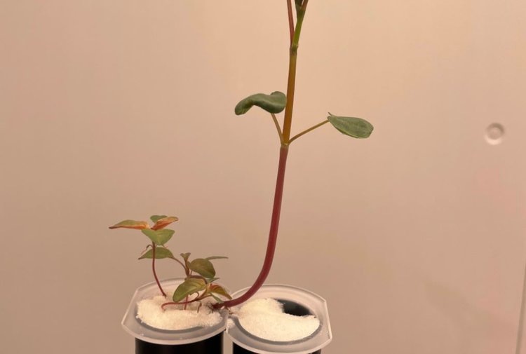    Гречиха доказала способность растений общаться корневыми экссудатами с соседями