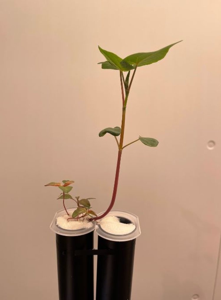     Гречиха доказала способность растений общаться корневыми экссудатами с соседями
