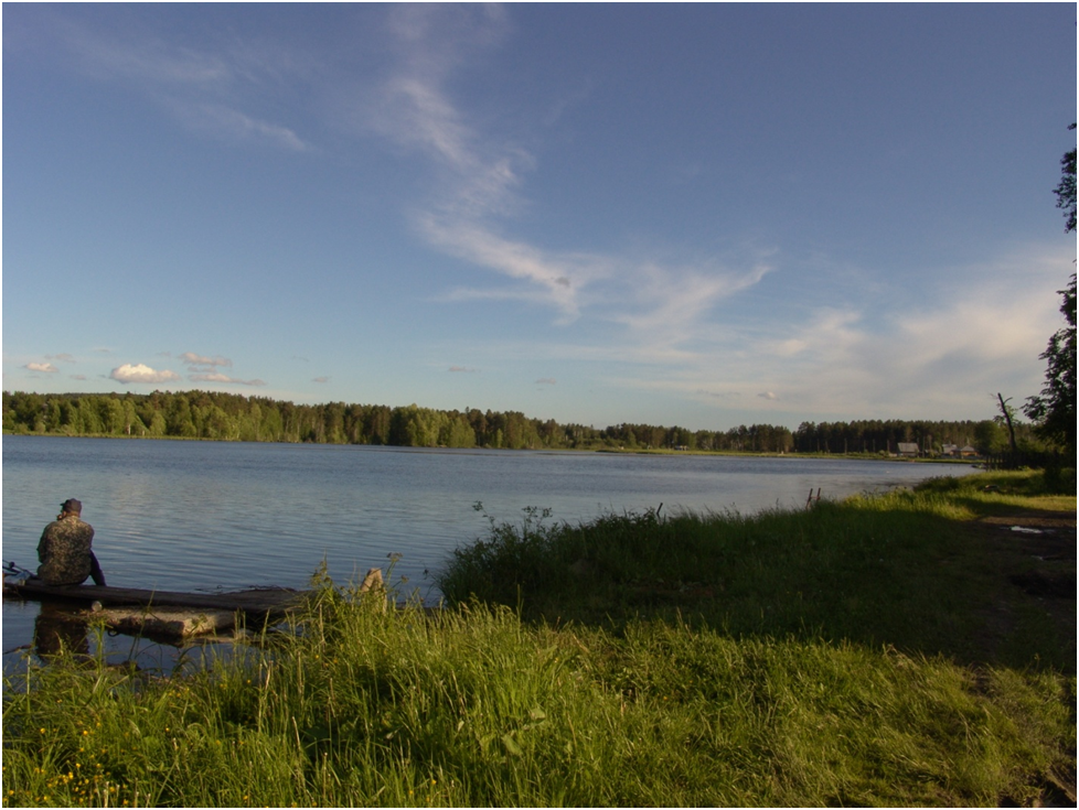 Заросший берег пруда. Фото автора.