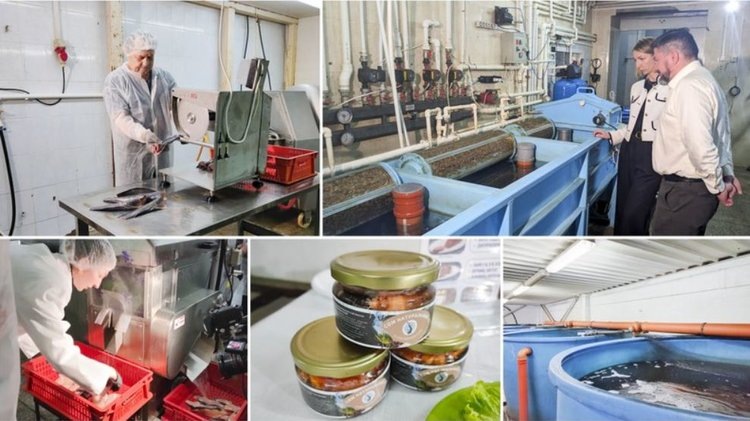    Клариевый сом из Ивановской области плывет на экспорт