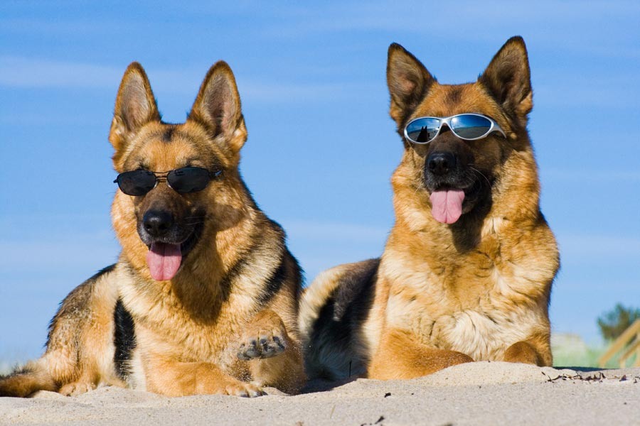 источник фото: https://www.tierklinikennet.de/wp-content/uploads/2011/08/hunde-sonnenbrille.jpg