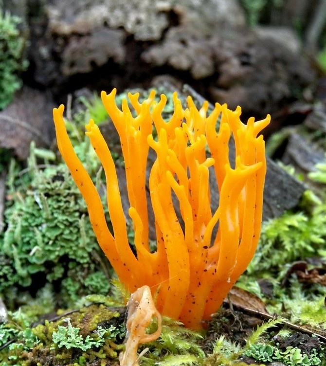 Гриб рогатик. Источник http://cs01.services.mya5.ru/-/6TjzgRH3t5LWFh6H55S9XQ/sv/image/2e/00/d7/609226/162/q3d8PbJy.jpg.